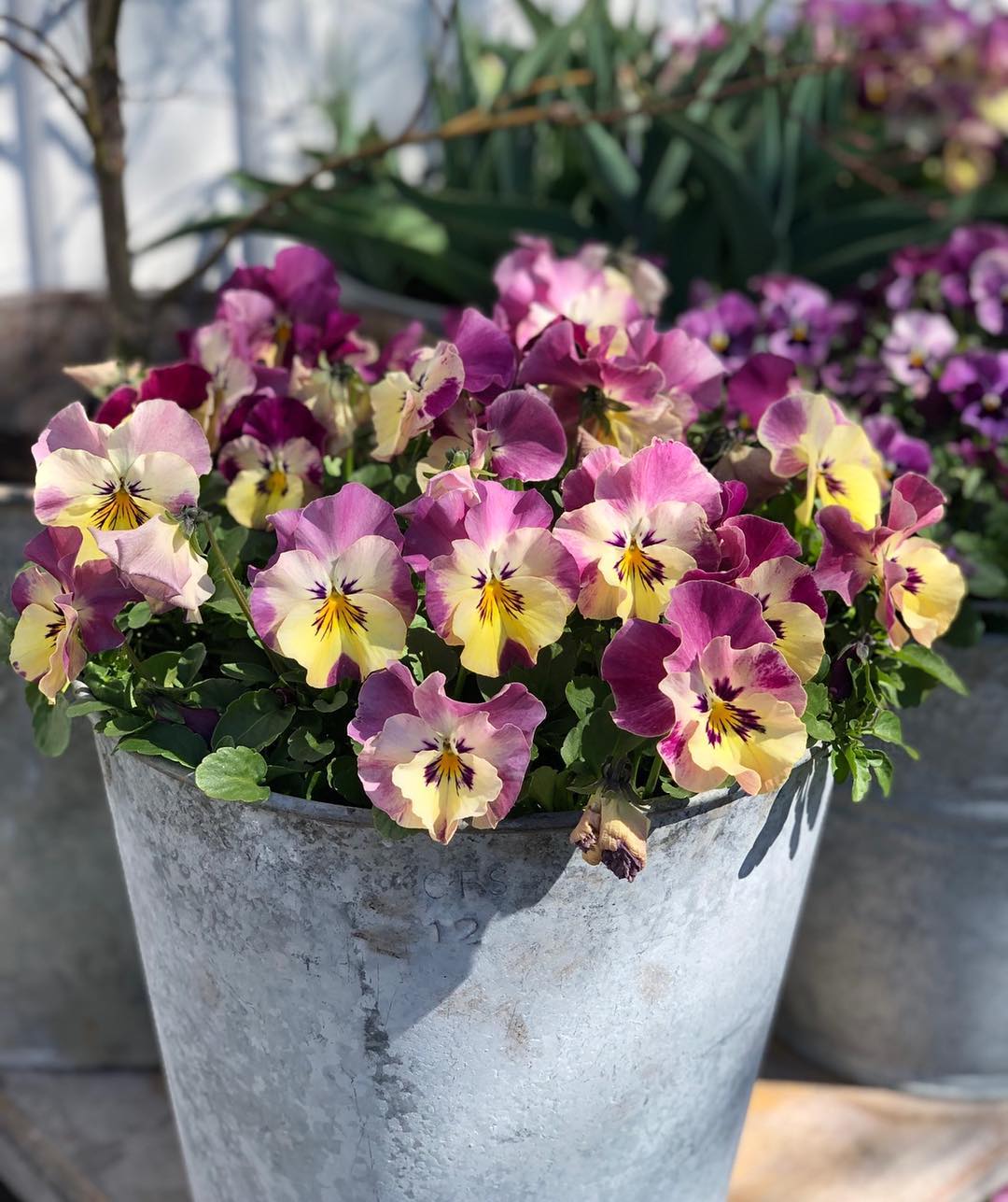 Ideas for Gardening with Pansies that You Will Love! - Interiors By Color