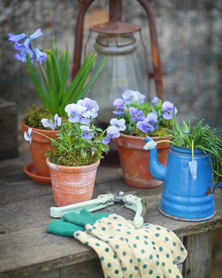 Ideas for Gardening with Pansies that You Will Love! - Interiors By Color