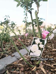 Pruning Floribunda Roses - Interiors By Color