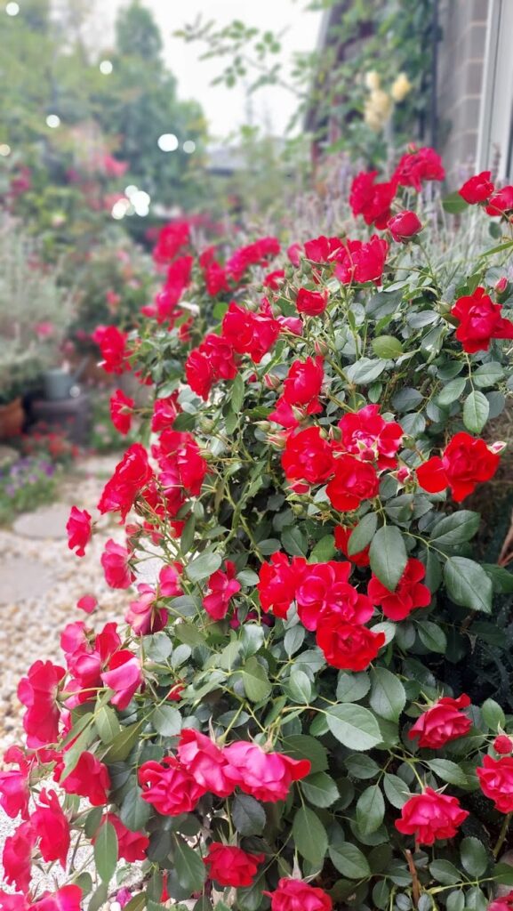 Black forest rose prolific