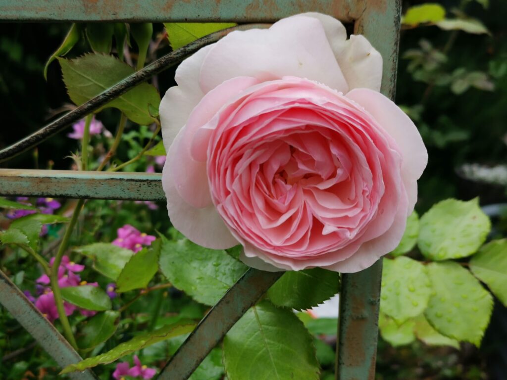 Pierre De Ronsard climbing rose pink