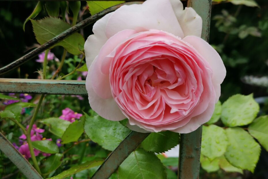 Pink Climbing Roses