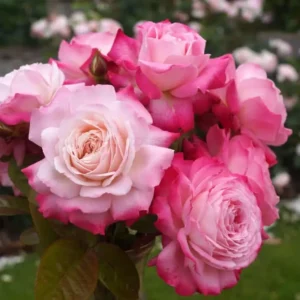 Prolific Flowering Rose Bushes - Beautiful Girl close up