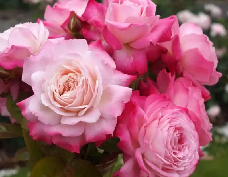 Prolific Flowering Rose Bushes - Beautiful Girl close up