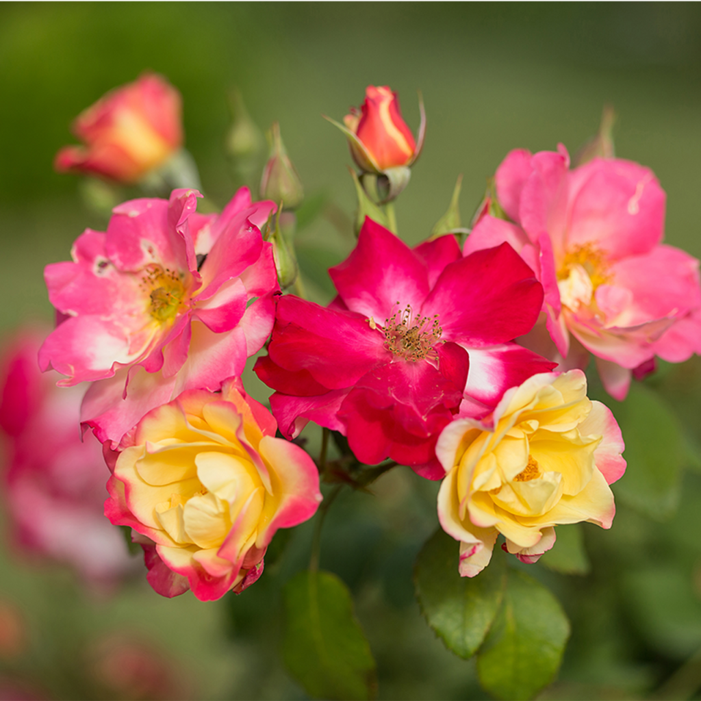 Prolific Flowering Rose Bushes - campfire rose close up