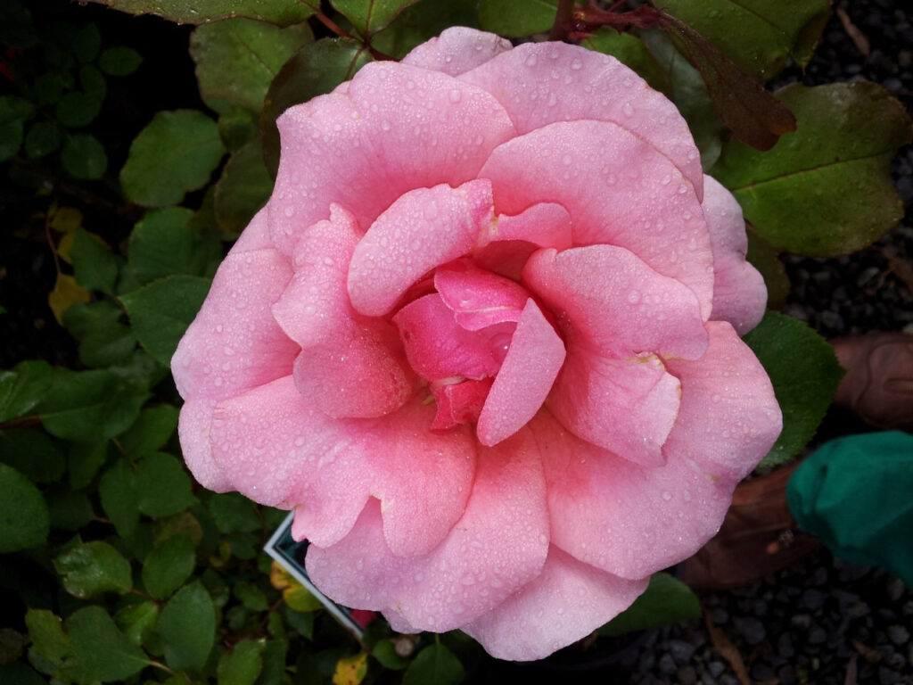 Zèphirine Drouhin Climbing Rose