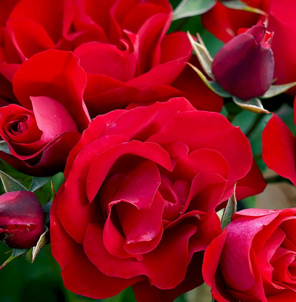 black-forest-rose closeup